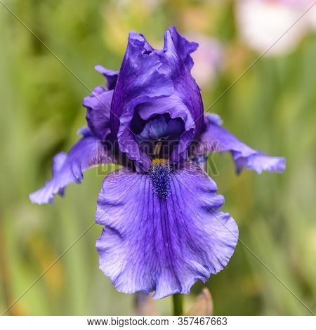 Iris Germanica. Closeup Of Flower Bearded Iris 