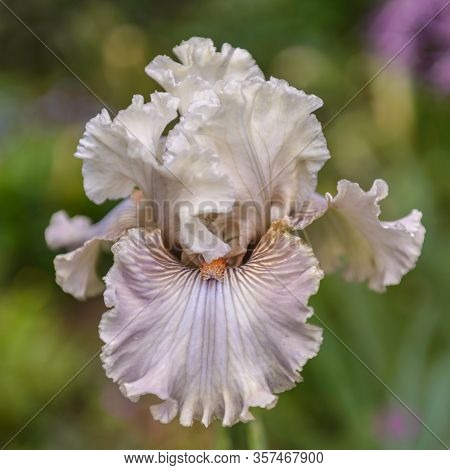 Iris Germanica. Closeup Of Flower Bearded Iris 