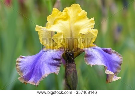 Iris Germanica. Closeup Of Flower Bearded Iris 