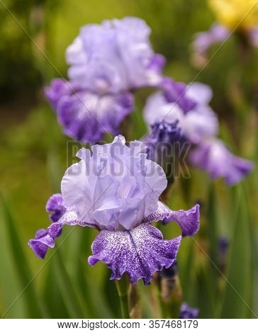 Iris Germanica. Closeup Of Flower Bearded Iris 