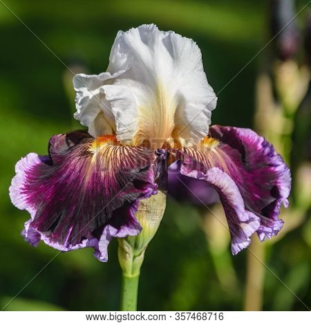 Iris Germanica. Closeup Of Flower Bearded Iris 