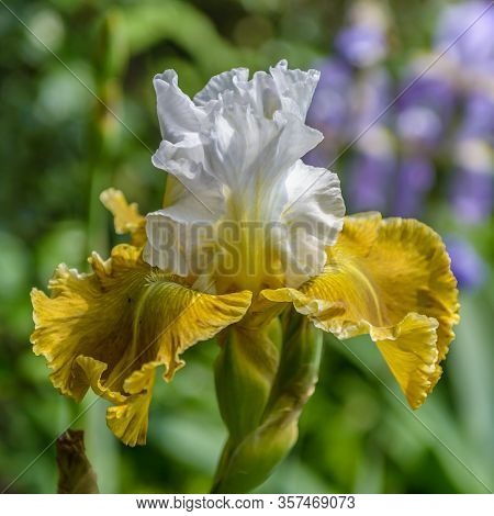 Iris Germanica. Closeup Of Flower Bearded Iris 