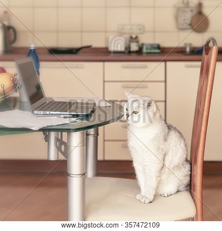 Cat Sits Next To The Laptop On The Kitchen Table, Workplace At Home In The Kitchen, In The Dining Ro