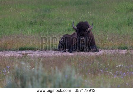 A Bison Resting On The Ground On A Dirt Area Within Wild Grasses And Flowers And Looking Forward At 