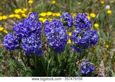 A Group Of Blue Sticky Polemonium Flowers Growing At A High Elevation With A Background Of Yellow Bu