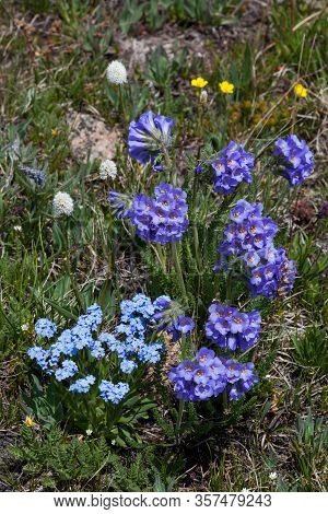 A Group Of Purple Sticky Polemonium Flowers And A Group Of Blue Forget-me-nots Growing At A High Ele