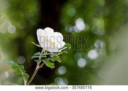 Rosehip Or Rose Hip Or White Wild Rose Flower On The Blurred Nature Background