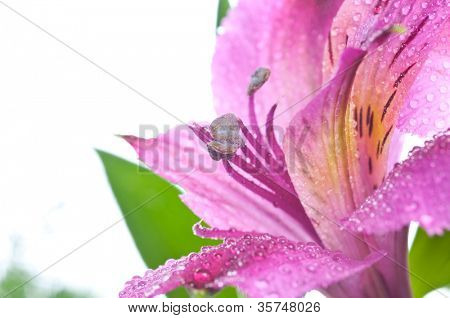 Alstroemeria. bellezza rosa fiore