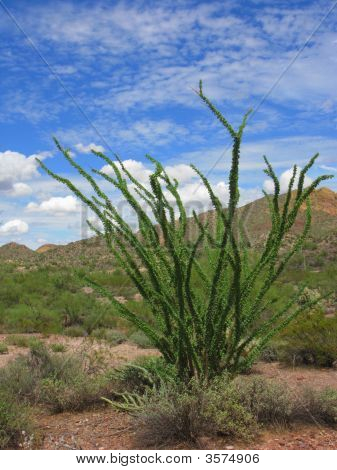 Arizona Fouquieria slægten Ocotillo