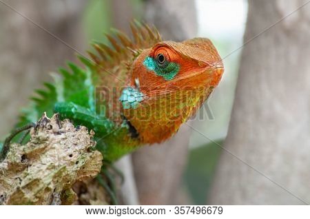 Common Green Forest Calotes Lizard Male In Sri Lanka Close Up