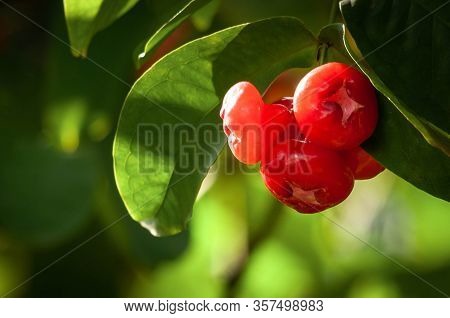 Wax Or Rose Apple Syzygium Samarangense On A Tree