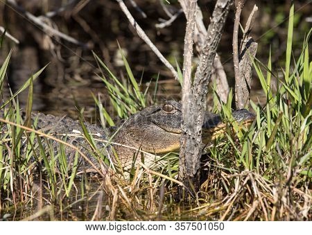 American alligator (alligator mississippiensis) resting in the Okefenokee swamp of Georgia, USA.