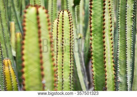Close up of succulent green cactus at botanical garden