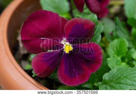 Red Pansy In A Flower Pot