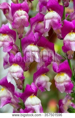 Sweet Pea Garden Flowers
