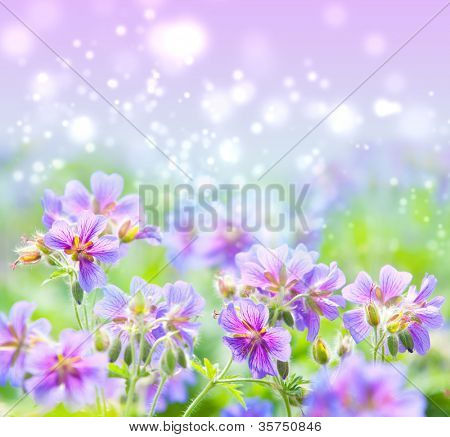 geranium kwitnienia lato