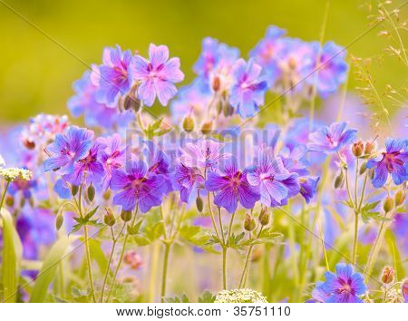 geranium kwitnienia lato