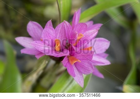 Close-up Of Purple Orchid Flowers, Dendrobium Secundum (blume) Lindl.