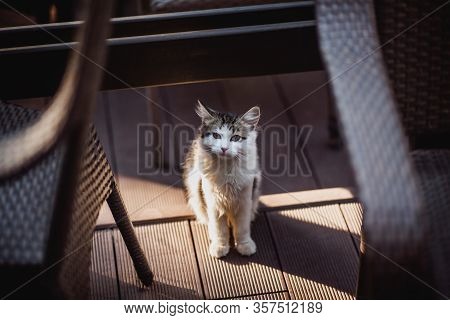 Close Up View On Cute Beautiful White Cat Sitting Calmly On Floor Near Chairs.