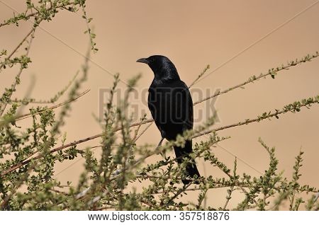 Tristram's Starling, A Black Shiny And Exotic Bird In The Ein Gedi National Park In Israel.