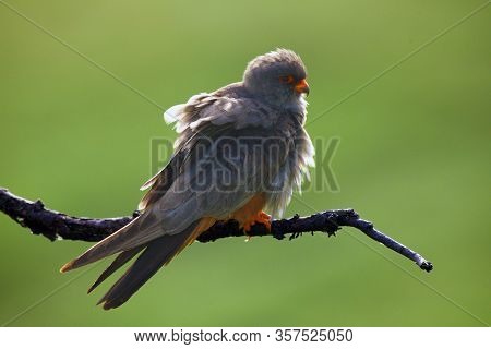 The Red-footed Falcon (falco Vespertinus), Formerly Western Red-footed Falcon, Male Sitting On The B