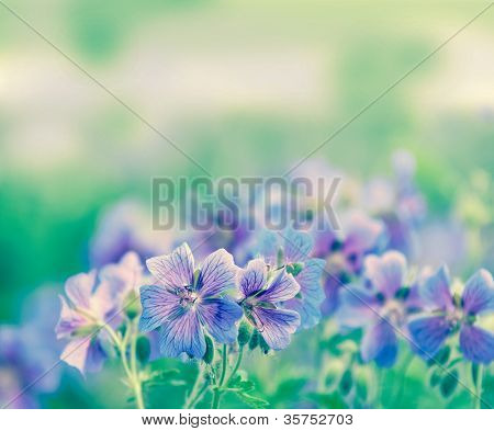geranium kwitnienia lato przez nazwę gravetye