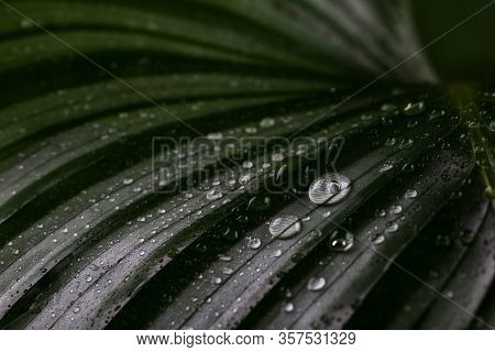 Calathea Orbifolia Leaf Close Up, Tropical Houseplant Room Decor, Macro