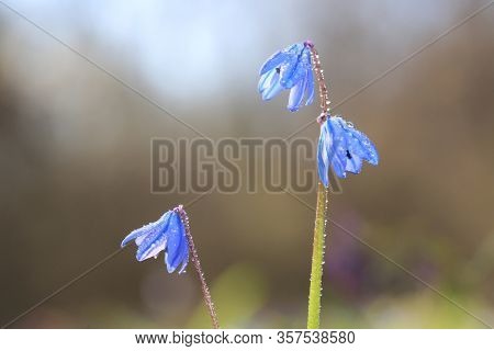 nice wild spring flowers in morning dew - scilla bifolia