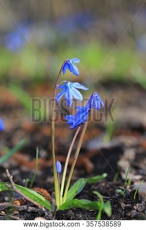 nice spring flowers in forest - scilla bifolia