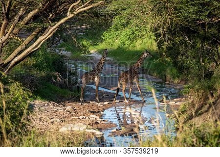 Masai Giraffes Crossing Stream Under Tree Canopy