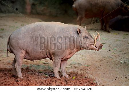 babirusa