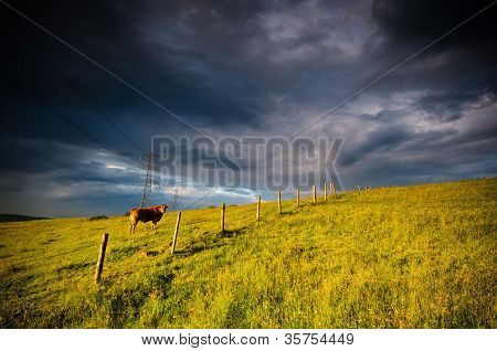 в поле выпаса скота