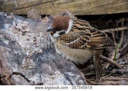 House Sparrow Passer Domesticus Family Sparrows Passeridae Europe, The Best Photo, Sitting On Wood A