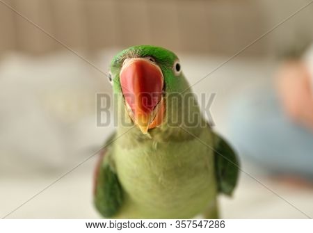 Beautiful Alexandrine Parakeet On Blurred Background. Cute Pet