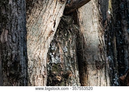 Vertical Logs With Bark, Sawn Tree Trunks Stand Close To Each Other. Creating A Wall From Natural An