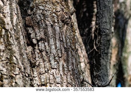 Vertical Logs With Bark, Sawn Tree Trunks Stand Close To Each Other. Creating A Wall From Natural An