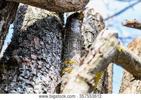 Vertical Logs With Bark, Sawn Tree Trunks Stand Close To Each Other. Creating A Wall From Natural An