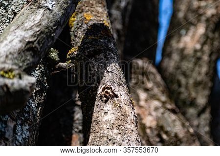Vertical Logs With Bark, Sawn Tree Trunks Stand Close To Each Other. Creating A Wall From Natural An