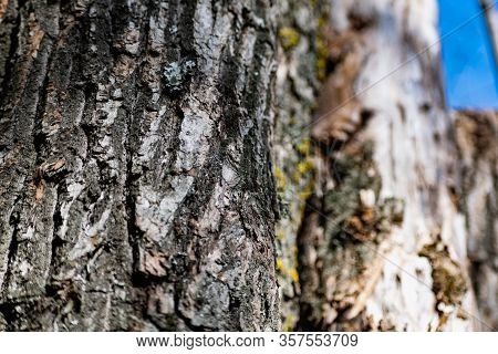 Vertical Logs With Bark, Sawn Tree Trunks Stand Close To Each Other. Creating A Wall From Natural An