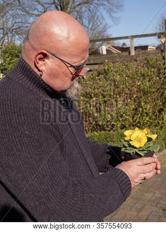 Elderly Bald Man Is Standing In The Garden With A Yellow Primula In A Plastic Flower Pot In His Hand
