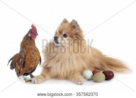 Spitz And Chicken In Front Of White Background