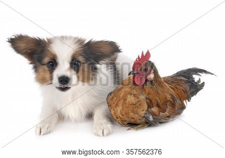 Puppy Papillon Dog And Chicken In Front Of White Background