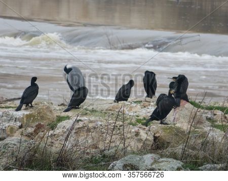 Beautiful Colorful Birds Great Swimmers And Fishers On The River