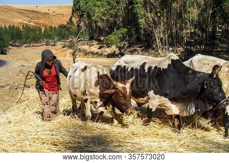 Gondar, Ethiopia - Feb 07, 2020: Agricultural Population Working On The Farms Between Gondar And The