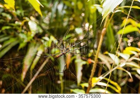 Spider On Spider Web After Rain Sarawak. Borneo. Malaysia