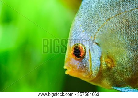 Portrait Of A Blue Tropical Symphysodon Discus Fish In A Fishtank. Selective Focus Background.