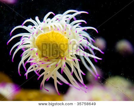 Seeanemone