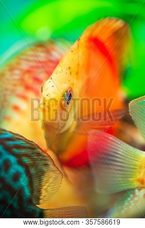 Portrait Of A Red Orange Tropical Symphysodon Discus Fish In A Fishtank. Selective Focus Background.