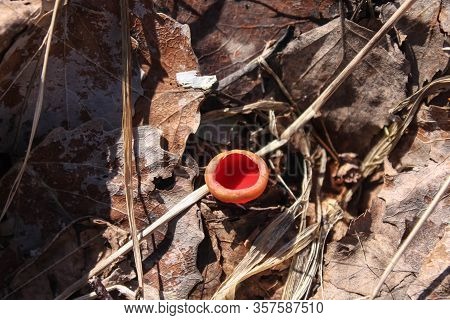Spring Edible Mushroom - Sarcoscypha Austriaca Or Sarcoscypha Coccinea
