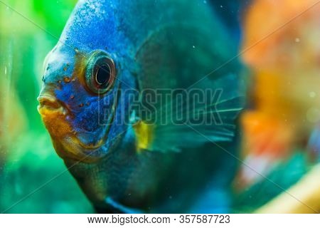 Portrait Of A Blue Tropical Symphysodon Discus Fish In A Fishtank. Selective Focus Background.
